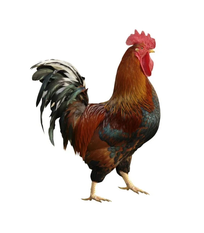 best Country Chicken (Desi) in patna-chickenwala